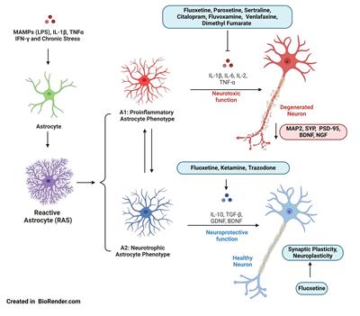 Neuroinflammation and major depressive disorder: astrocytes at the crossroads